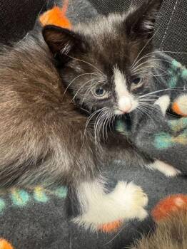 Zendy -  Domestic Short Hair Cat Available for Adoption in Sevierville, Tennessee - Zendy | PetCurious