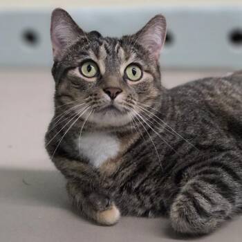 Olive -  Domestic Short Hair Cat for Adoption in Pittsford, Vermont - Olive | PetCurious