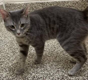 Domestic Short Hair Cats Available for Adoption in Westland, Michigan - Thunder | PetCurious