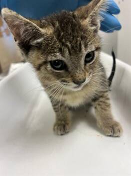 A1911122 -  Domestic Short Hair Cat for Adoption in Riverside, California - A1911122 | PetCurious