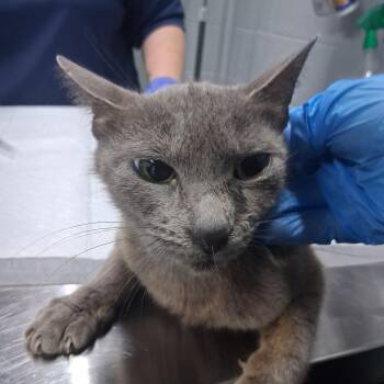 Lottie -  Domestic Short Hair Cat Available for Adoption in Summerville, South Carolina - Lottie | PetCurious