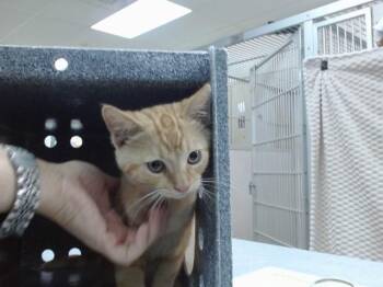 PETE -  Domestic Short Hair Cat for Adoption in Salinas, California - PETE | PetCurious