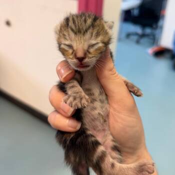 Valet 24 -  Domestic Short Hair Cat for Adoption in Austin, Texas - Valet 24 | PetCurious