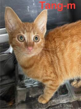 Rescue Tabby and American Bobtail Cats for Adoption in Brookhaven, Mississippi - Tang 25 | PetCurious