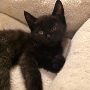 Thackery -  Domestic Short Hair Cat for Adoption in Glenfield, New York - Thackery | PetCurious