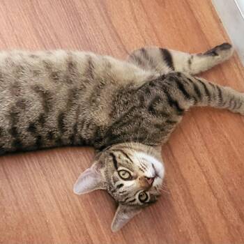 Rescue Domestic Short Hair Cats for Adoption in Benicia, California - Gazpacho [bonded With Kiwi] | PetCurious