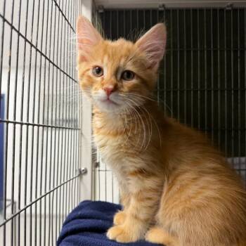 Cider -  Domestic Short Hair Cat for Adoption in Hampton Bays, New York - Cider | PetCurious