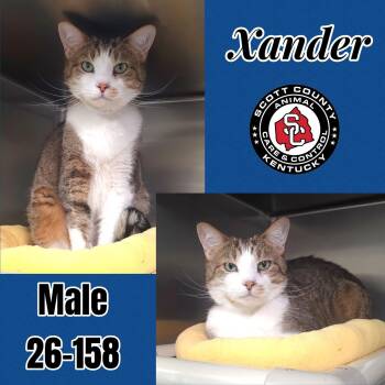 Domestic Short Hair Cats Available for Adoption - Xander | PetCurious