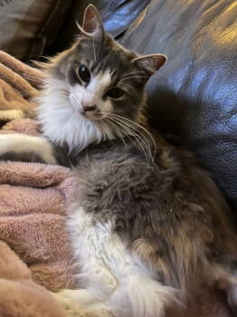 Rescue Domestic Medium Hair Cats for Adoption in Mission Viejo, California - Deangelo | PetCurious