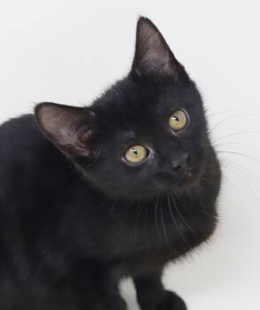 Bombay Cats Available for Adoption in Bedford Hills, New York - Spring Has Sprung!  She Is A Licorice Flower! | PetCurious