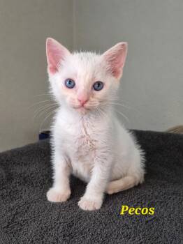 Pecos -  Siamese and Domestic Short Hair Cat for Adoption in Rosenberg, Texas - Pecos | PetCurious