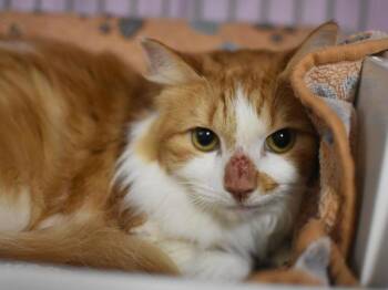 Diva -  Domestic Medium Hair Cat for Adoption in Portland, Oregon - Diva | PetCurious