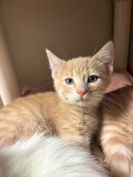 Crate -  Domestic Short Hair Cat for Adoption in Fort Collins, Colorado - Crate | PetCurious