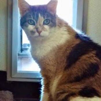 Rescue Calico Cats for Adoption in Green Valley, Arizona - Baby Girl--Senior Lady Comes With Vet Care Supoport For Life! | PetCurious