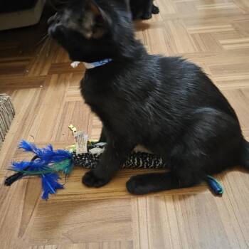 Mowgli -  Domestic Short Hair Cat for Adoption in Buffalo, Minnesota - Mowgli | PetCurious