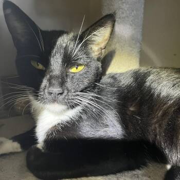 Domestic Short Hair Cats Available for Adoption - Terry | PetCurious
