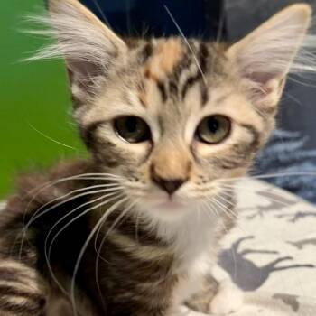Sweetpea -  Domestic Long Hair Cat for Adoption in Hopkinton, Massachusetts - Sweetpea | PetCurious