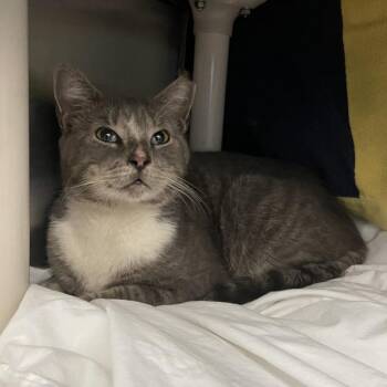 Tory -  Domestic Short Hair Cat for Adoption in Philadelphia, Pennsylvania - Tory | PetCurious