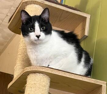 Rescue Domestic Short Hair Cats for Adoption in Andalusia, Pennsylvania - Tiny Tart | PetCurious