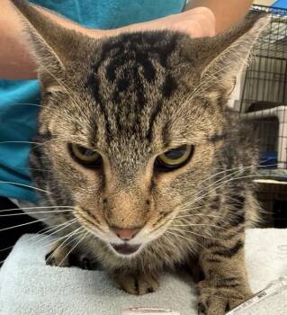 Dudley -  Domestic Short Hair Cat for Adoption in Salisbury, Maryland - Dudley | PetCurious