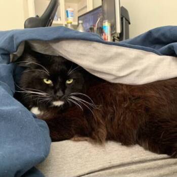 Rescue Domestic Long Hair Cats for Adoption in Goleta, California - Socks | PetCurious