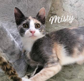 Rescue Dilute Calico and Domestic Short Hair Cats for Adoption in Houston, Texas - Misty #check-meowt | PetCurious