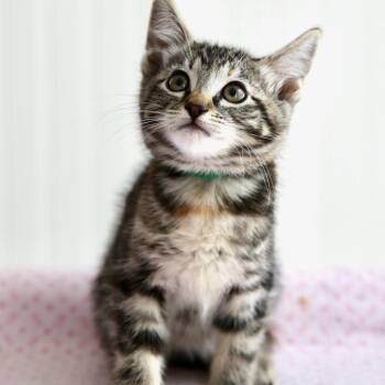 Froot Loop -  Domestic Short Hair Cat for Adoption in Keizer, Oregon - Froot Loop | PetCurious