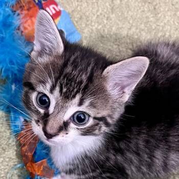 Sonny -  Domestic Short Hair Cat for Adoption in Kennebunk, Maine - Sonny | PetCurious