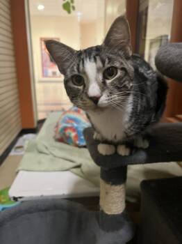 Pewter -  Domestic Short Hair Cat for Adoption in Blasdell, New York - Pewter | PetCurious