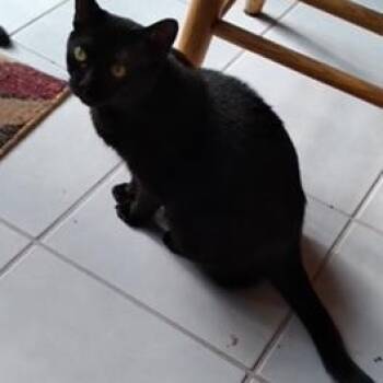 Lark -  Domestic Short Hair Cat for Adoption in Pickering, Ontario - Lark | PetCurious