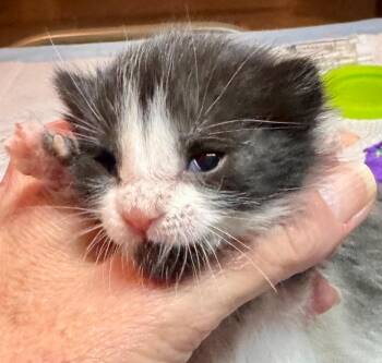 Domestic Short Hair Cats Available for Adoption in Leonardtown, Maryland - Brooke | PetCurious