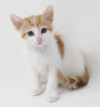 Beetle is an itty bitty baby beauty - up for pre adoption -  Ragdoll and Turkish Van Cat for Adoption in Bedford Hills, New York - Beetle Is An Itty Bitty Baby Beauty - Up For Pre Adoption | PetCurious