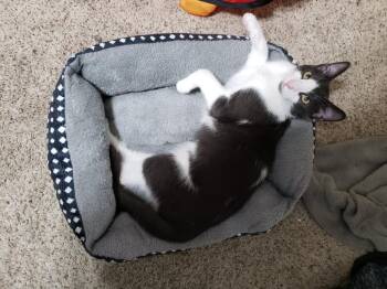 Rescue Domestic Short Hair Cats for Adoption in Absecon, New Jersey - Breezy | PetCurious