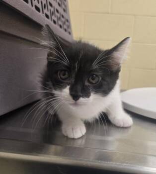 Domestic Short Hair Cats Available for Adoption in Westland, Michigan - Ice Cream | PetCurious