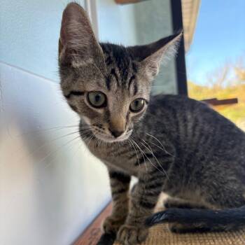 Eric -  Domestic Short Hair Cat for Adoption in Riverwoods, Illinois - Eric | PetCurious