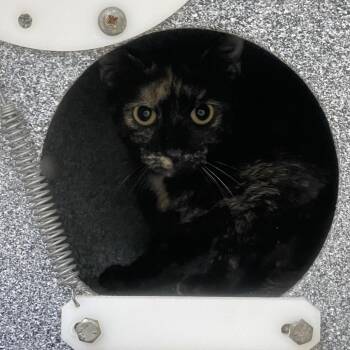 Domestic Short Hair Cats Available for Adoption in Dickinson, Texas - Barn Cat Bayou | PetCurious
