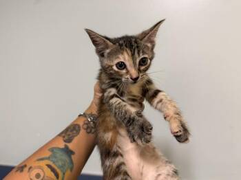 LIGHT -  Domestic Short Hair Cat for Adoption in Doral, Florida - LIGHT | PetCurious