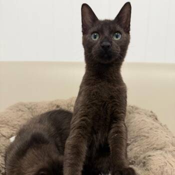 Grasshopper -  Domestic Short Hair Cat for Adoption in Los Angeles, California - Grasshopper | PetCurious