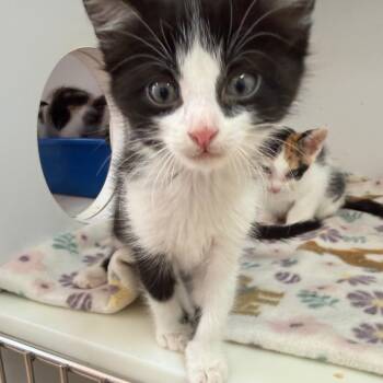 Elrond 53969 -  Domestic Short Hair Cat for Adoption in Las Vegas, Nevada - Elrond 53969 | PetCurious