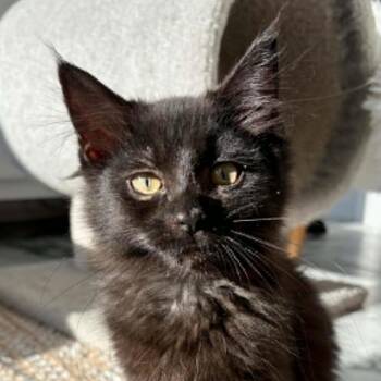 Poe -  Domestic Long Hair Cat for Adoption in Hawley, Pennsylvania - Poe | PetCurious