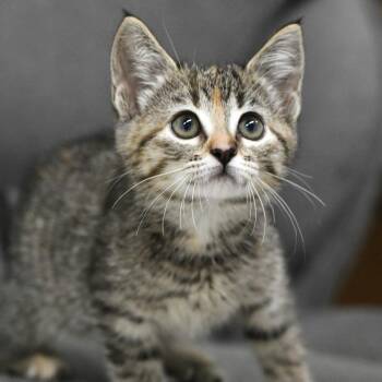 Purin -  Domestic Medium Hair Cat for Adoption in Chilliwack, British Columbia - Purin | PetCurious