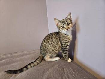 Domestic Short Hair Cats Available for Adoption - Willow | PetCurious
