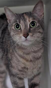 Doodlebug -  Domestic Short Hair Cat for Adoption in Greenfield, Indiana - Doodlebug | PetCurious