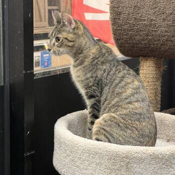 Muddles -  Domestic Short Hair Cat for Adoption in Palmetto, Florida - Muddles | PetCurious