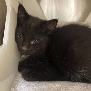 Mavis -  Domestic Medium Hair Cat Available for Adoption in Fairport, New York - Mavis | PetCurious