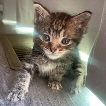 Tiny Tim -  Domestic Medium Hair Cat for Adoption in West Olive, Michigan - Tiny Tim | PetCurious