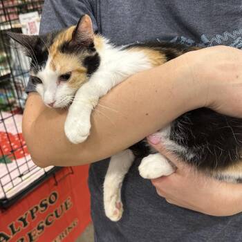 Callie -  Domestic Short Hair Cat Available for Adoption in NEW PT RICHEY, Florida - Callie | PetCurious