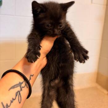 Velvet -  Domestic Short Hair Cat for Adoption in Bristol, Indiana - Velvet | PetCurious