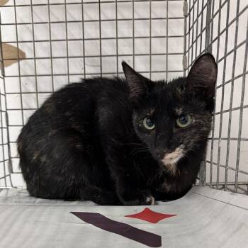 Little Debbie -  Domestic Short Hair Cat for Adoption in Edinburg, Texas - Little Debbie | PetCurious