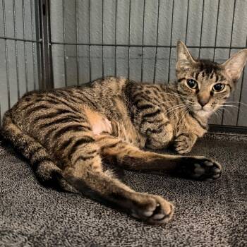 Strawberry Shortcake -  Domestic Short Hair Cat for Adoption in Belleville, Illinois - Strawberry Shortcake | PetCurious